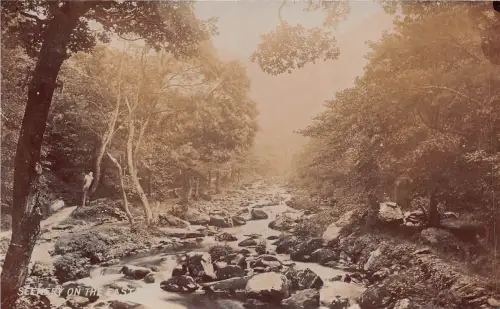 Lot368 UK Landschaft im Ostwald Echtfoto