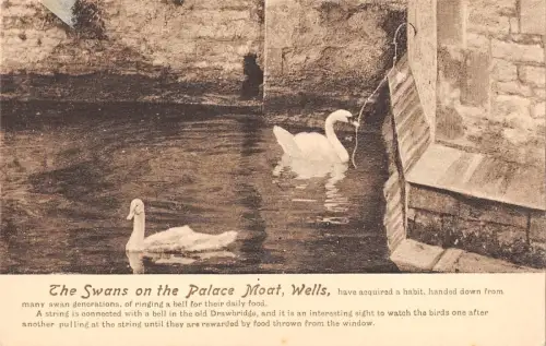 BR67705 die Schwäne auf dem Platz Graben Brunnen Cygne Swan UK