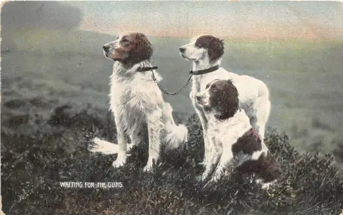 US6139 wartet auf die Waffen Hundejäger