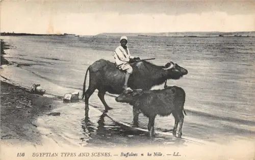 Lot177 ägyptische Typen und Szenen Büffel im Nilägypten