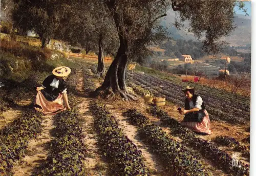 BR22137 Tourrettes sur Loup Frankreich