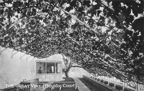 BR93566 the great vine hampton court uk