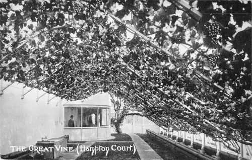 BR79482 the great vine hampton court uk
