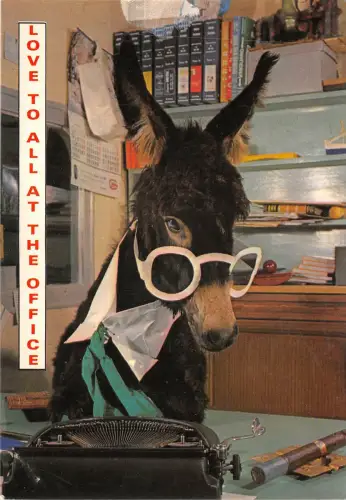 us7189 love to all at the office donkey eastbourne