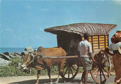 BF341 Sri Lanka traditioneller Ochsenwagen in Negombo Ceylon