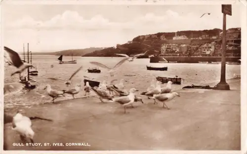 uk28798 gull study st ives cornwall real photo uk