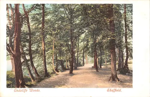 uk15771 endcliffe woods sheffield uk