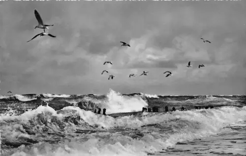 BG7806 mowen in der brandung germany CPSM 14x9cm