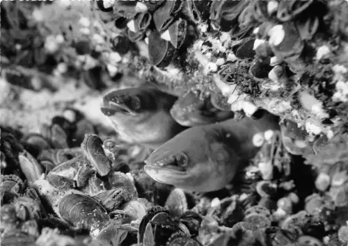 BG22506 helgoland lengfische in einem miesmuschelfeld fish germany CPSM 14,5x9cm