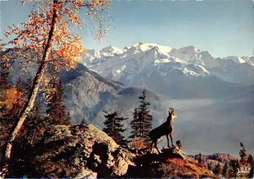 BT4896 Chamois dans les hautes alpes chevre Ziege Frankreich
