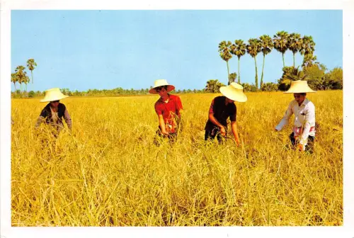 BG21243 Anbau des Reises in Thailand Arten Folklore erntet die Ernte