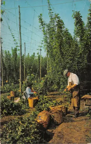 Lot257 Hopfenpflücken in Kent UK Typen