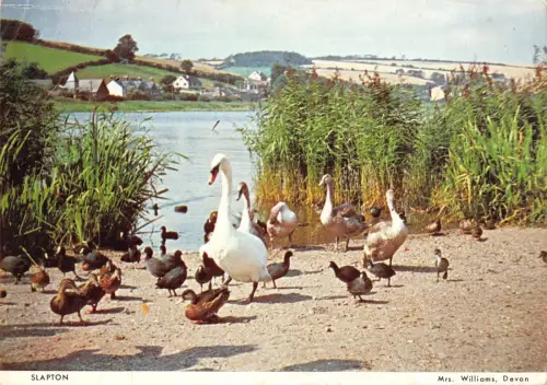 BR91275 slapton cygne swan uk