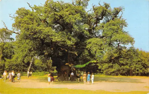 uk23372 major oak in sherwood forest nottinghamshire real photo uk