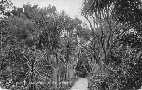 BR67755 scilly isles tresco abbey palm walk uk