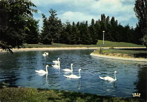 BR26106 Vichy Cygnes sur la riviere artificiale di centre Omnisports Schwan Frankreich
