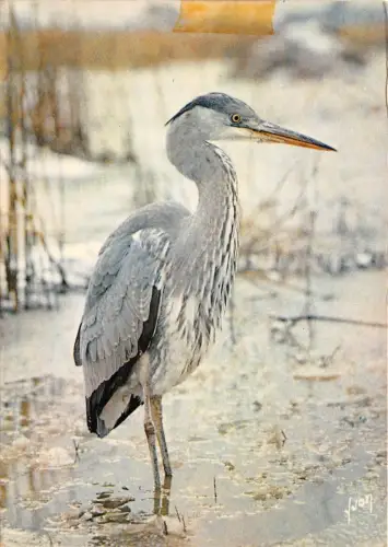 Br43949 Reiher cendre oisseaux de notre oays france oisseaux Vögel Elsass Animaux