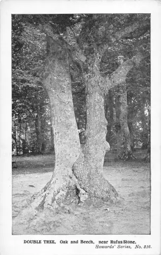 uk16413 double tree oak and beach rufus stone uk
