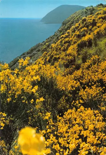 BR86251 ginestre della riviera del conero italy