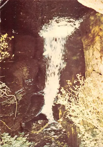 BR82316 Stechpalme Busit Auslauf Ingleton UK