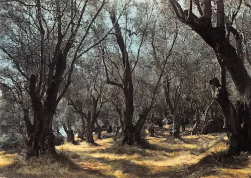 BR49012 Champs d oliverscote d azur Frankreich