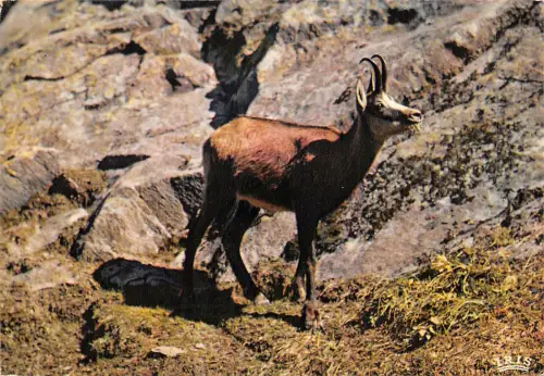 BF1489 le chamois vivant Ziege Frankreich