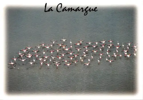 BF1884 la camargue flamants roses france