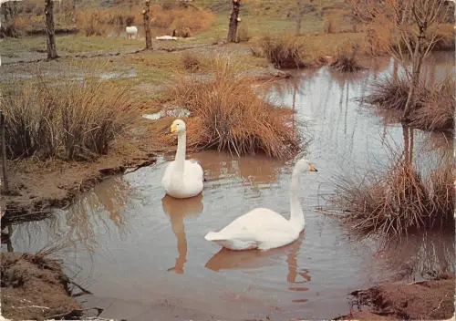 BR91501 whooper swan cygne at the wildfowl trust uk