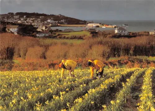 BR75608 Narzissen pflücken auf St Mary S Isles of Scilly UK