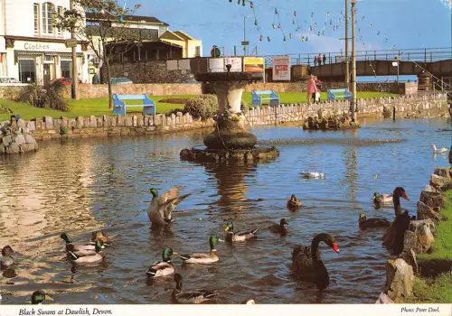 BR82036 black swans at dalish devon cygne swan duck uk