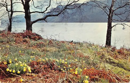 B104156 wordsworth s narzissen bei ulswater uk