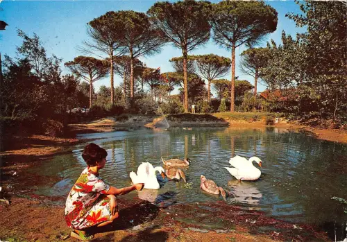 BR86337 cervia milano marittima parco naturale laghetto dei cigni italien schwan