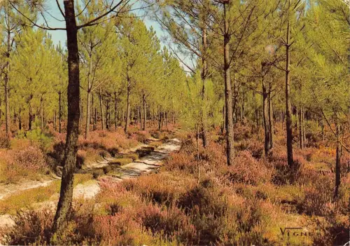 BT9589 Sentier en foret au milleu des bruyeres Landes France