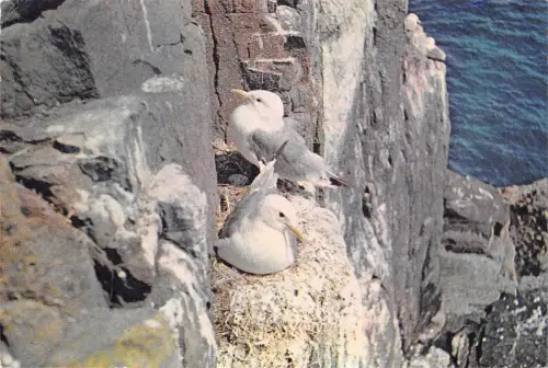 BR91338 kittiwake devon bird uk