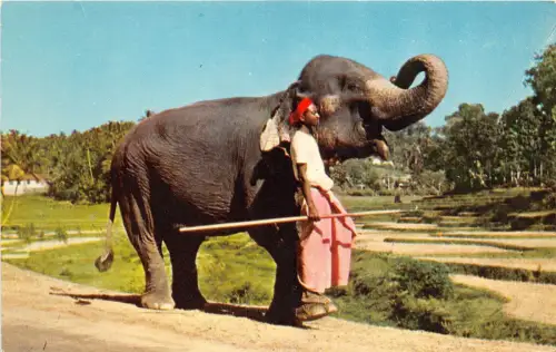 BR40488 ein zahmer Elefant und sein Hüter Ceylon Sri Lanka