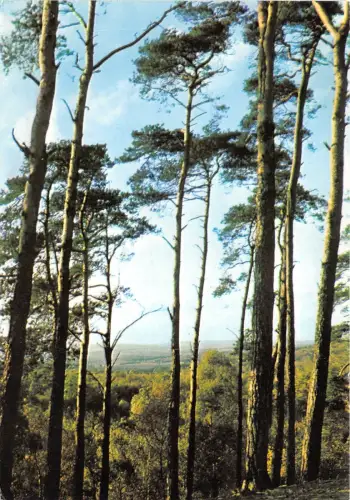 BR30465 St leu la Foret les Sapins Brules France