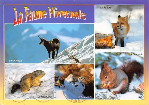 BR44057 Montagne la faune hivernale fuchs renard marmotte lagopede ecureuil Ziege