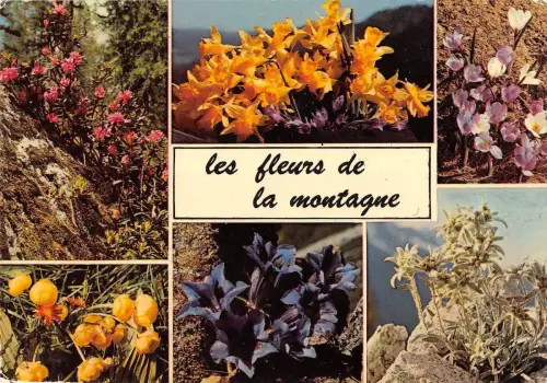 BR50109 La montagne en fleurs flwers