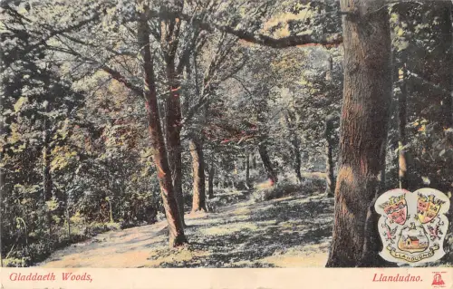 uk11683 gloddaeth woods wales uk