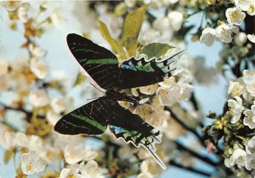 us7561 bangkok thailand butterly