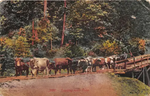 br107664 Holzfäller mit Ochsen San Francisco California Bull Ox