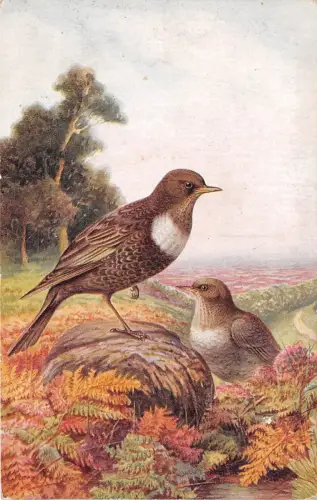 BF40043 Vogel Oiseau