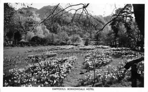 uk13418 daffodils borrowdale hotel real photo uk