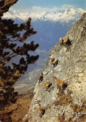 BF905 jeune bouquetins dans les rochers Ziegenchavre Frankreich