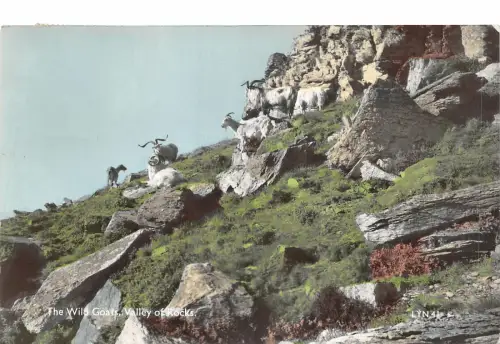 uk52116 wild goats valley of rocks real photo uk