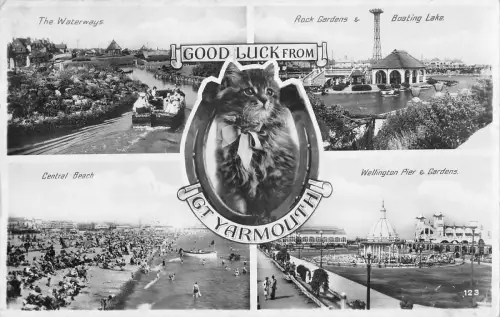 uk11774 gt yarmouth echtfoto uk katze