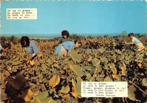 BR30411 Pays Nantais Vendonge du Muscodet Frankreich