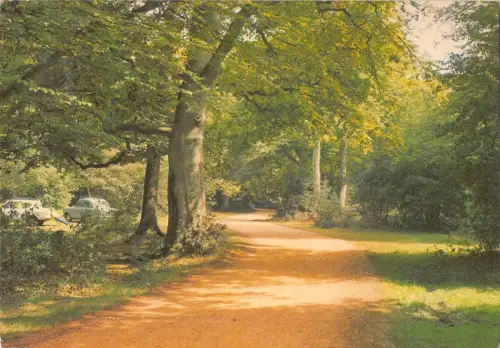 BR89238 a new forest glade uk