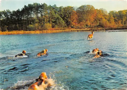 BF2783 en foret chasse a courre bat l eau deer france