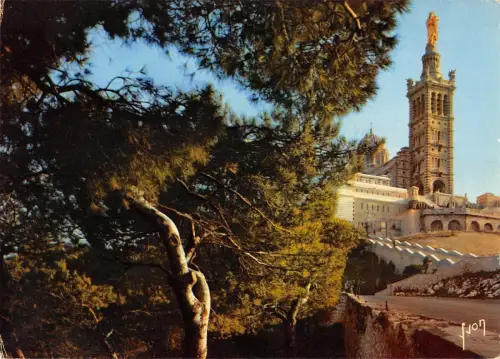 BR49252 Pins maritimes en cordure de la route condusiant a notre France